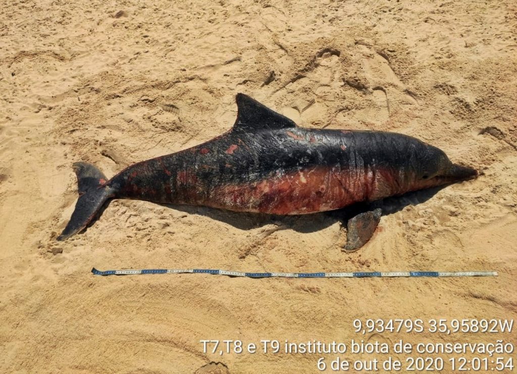 Biota