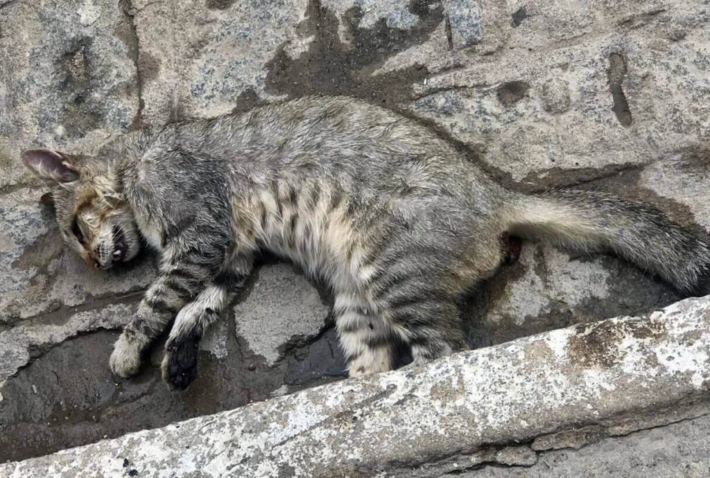 Cortesia ao AlagoasWeb