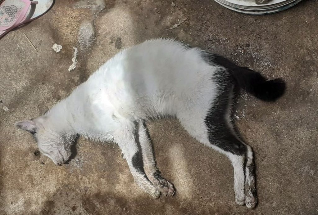 Cortesia ao AlagoasWeb