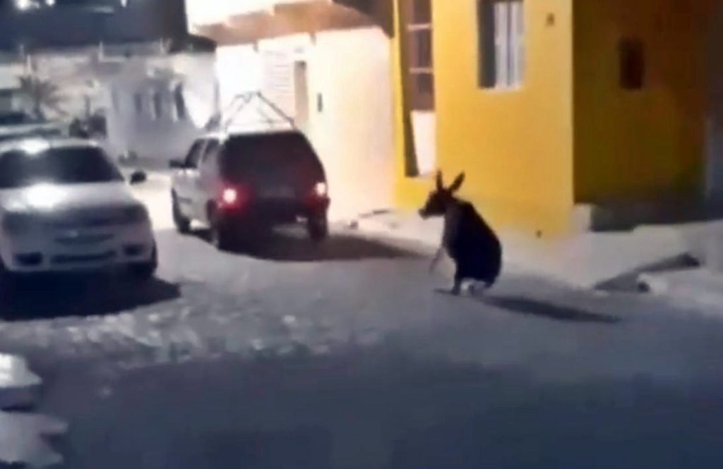 Jegue é amarrado e arrastado por veículo no centro de Pariconha, no interior de Alagoas 1 Reprodução