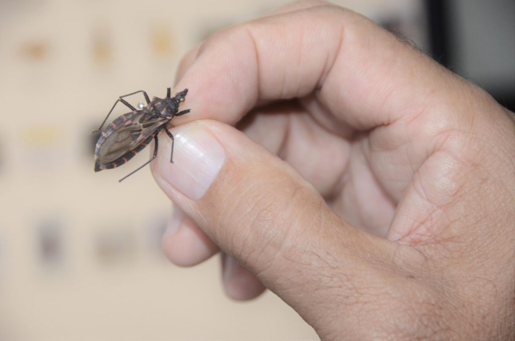 Sesau orienta como se prevenir, diagnosticar e tratar a doença de Chagas 1 Olival Santos