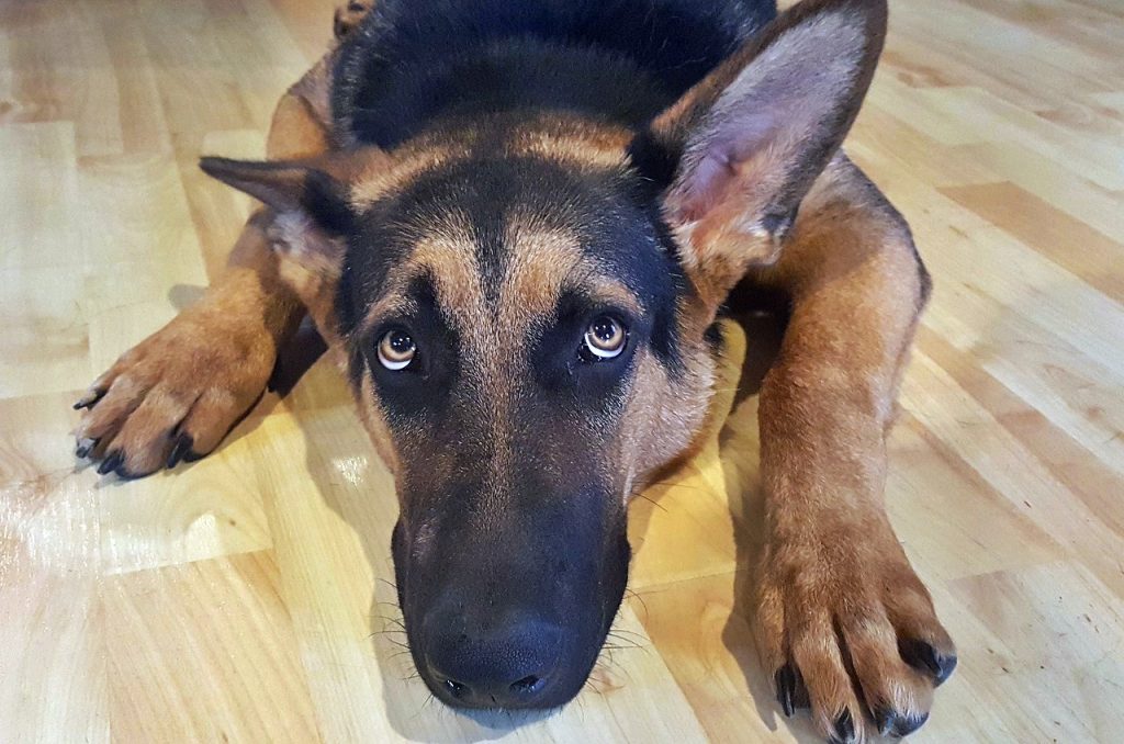 Governo pretende lançar 'CPF' para animais domésticos