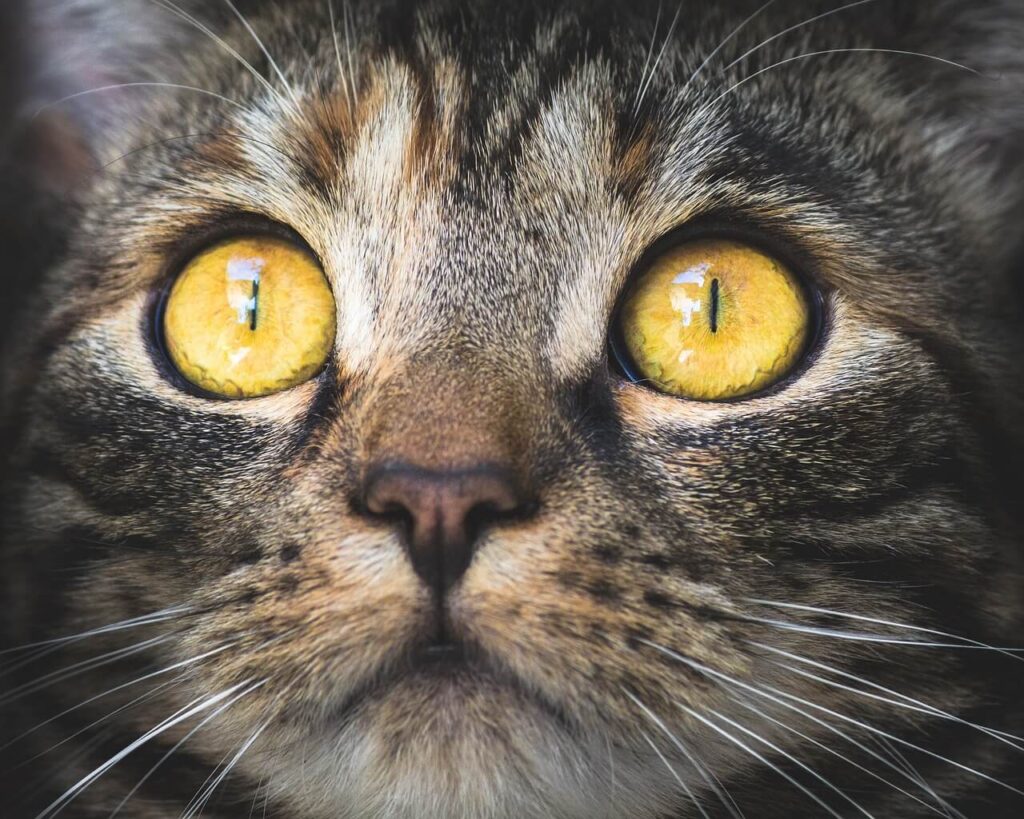 Infecções nos olhos dos cães e gatos podem causar cegueira