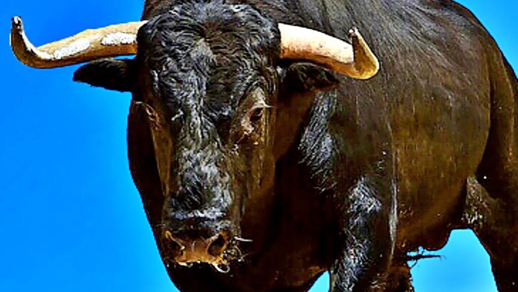 Agricultor morre após ser atingido por cabeçada de boi no interior de Alagoas