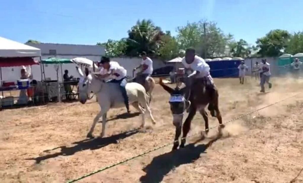 Corrida de jegue reúne milhares de pessoas no interior da BA