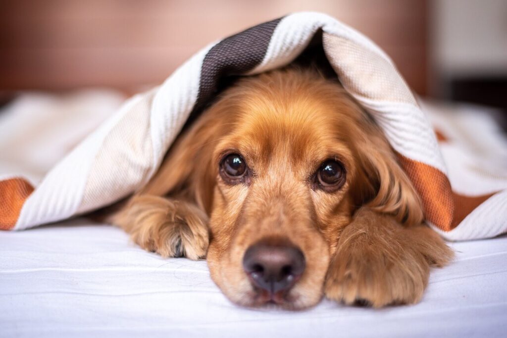 Chuvas de verão podem causar transtornos para os pets