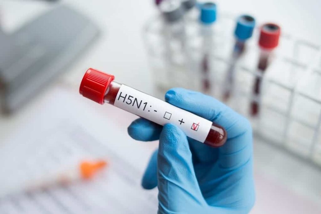 H5N1: cientistas alertam para risco de pandemia e reforçam importância da vigilância