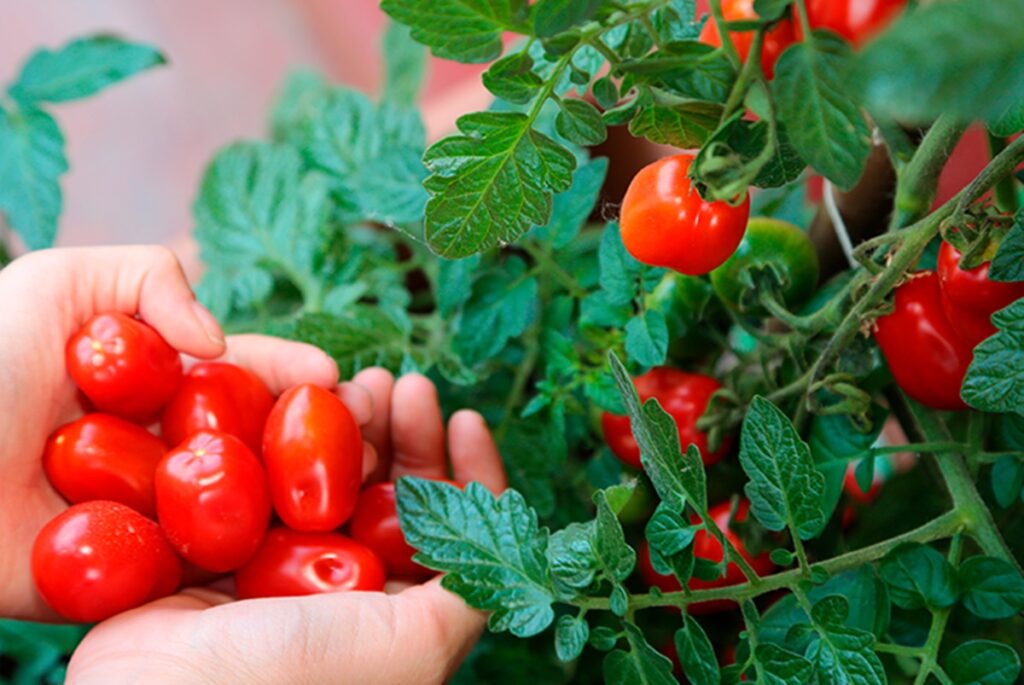 Descubra os poderes do tomate cereja para a sua saúde