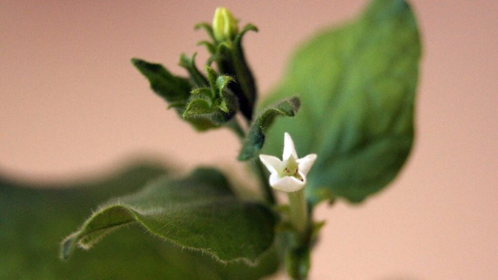 Plantas ajudam a tornar fórmulas para bebês tão nutritivas quanto leite materno