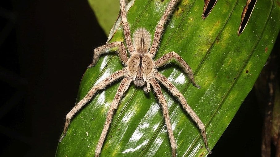 Picadas de aranhas são segunda causa de envenenamento no país