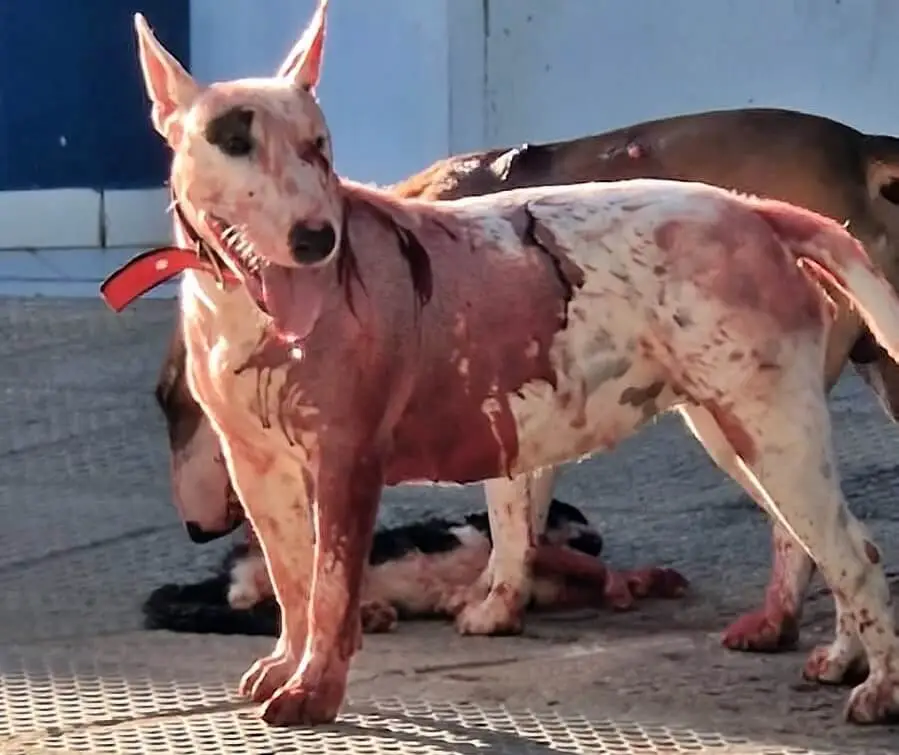 Cães da raça Bull Terrier causam desespero ao atacar e matar gato em via pública, assista