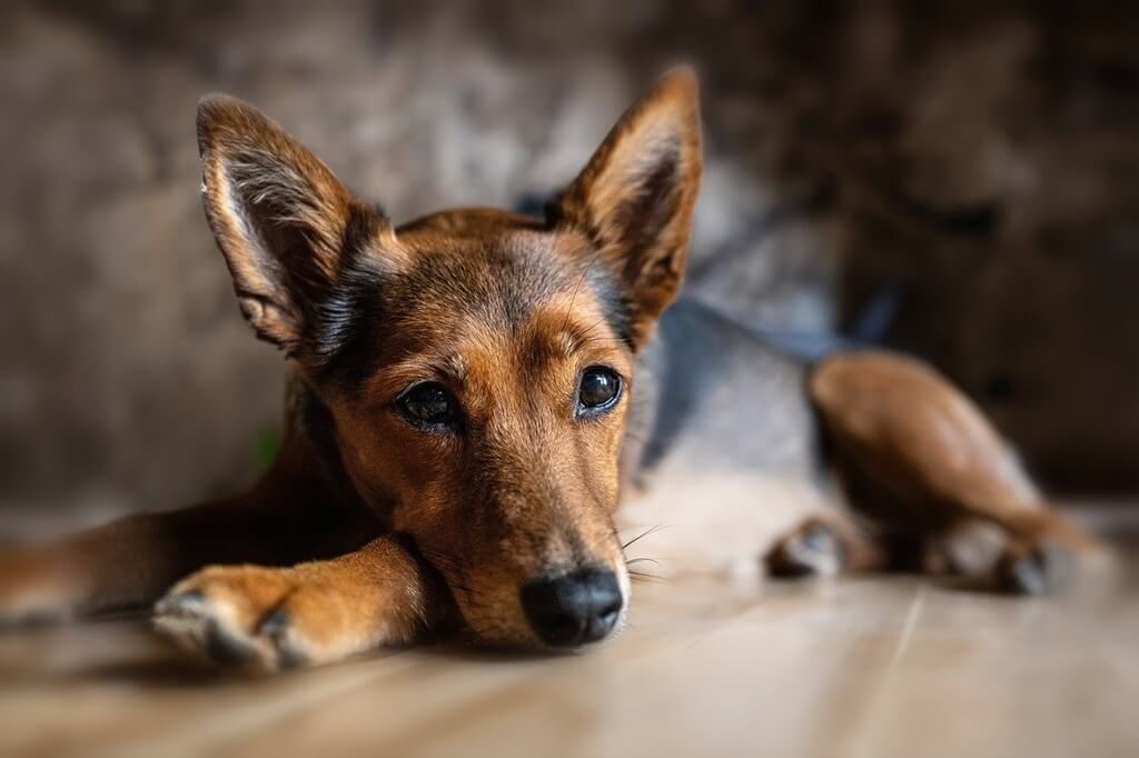 Pixabay