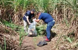 Ossada humana é encontrada em canavial no município de Coruripe