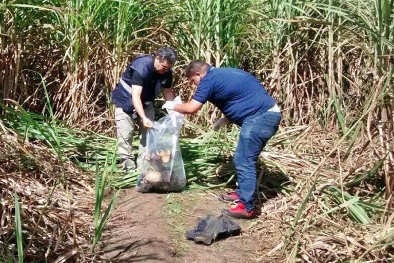 Ossada humana é encontrada em canavial no município de Coruripe