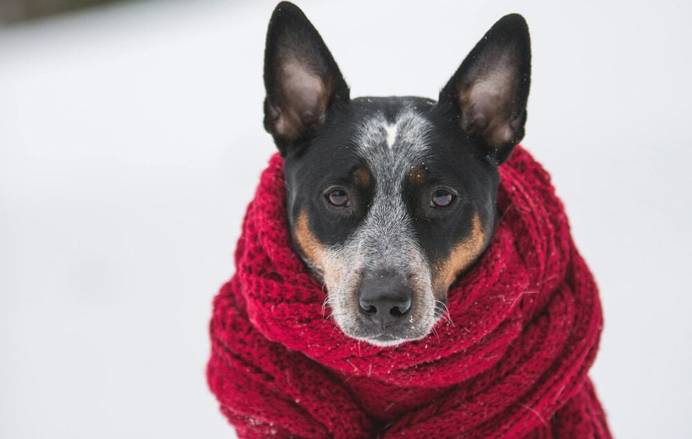Como proteger os pets das baixas temperaturas do inverno