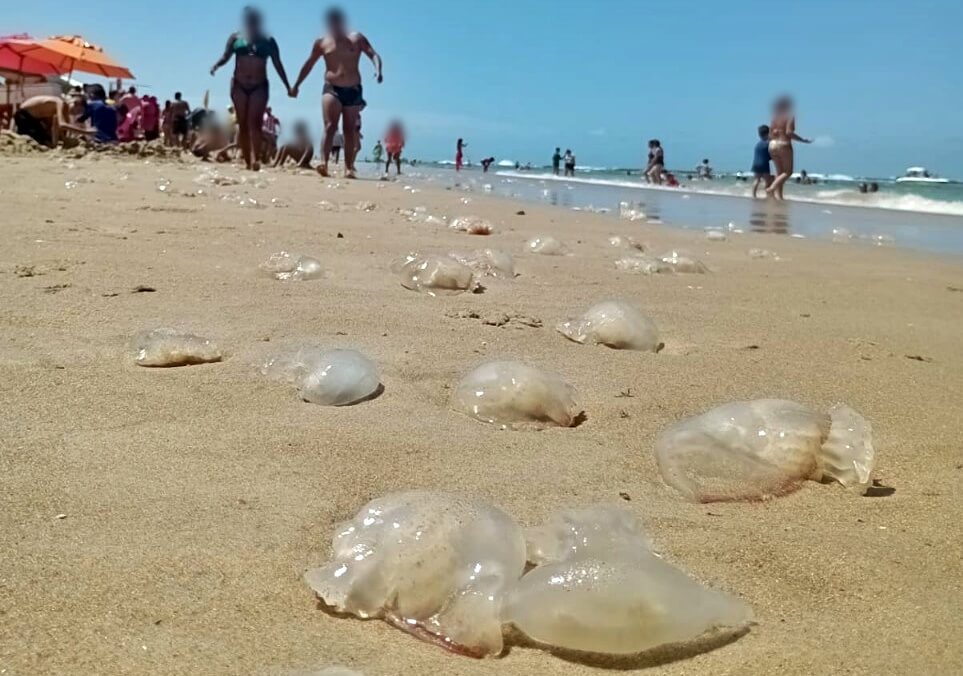 Alta mortandade de águas-vivas intriga banhistas na Praia do Francês