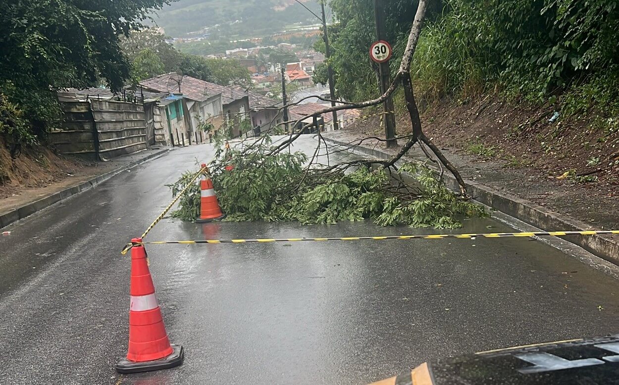 Chuvas e ventos derrubam árvore e interditam trecho de avenida em São Miguel dos Campos