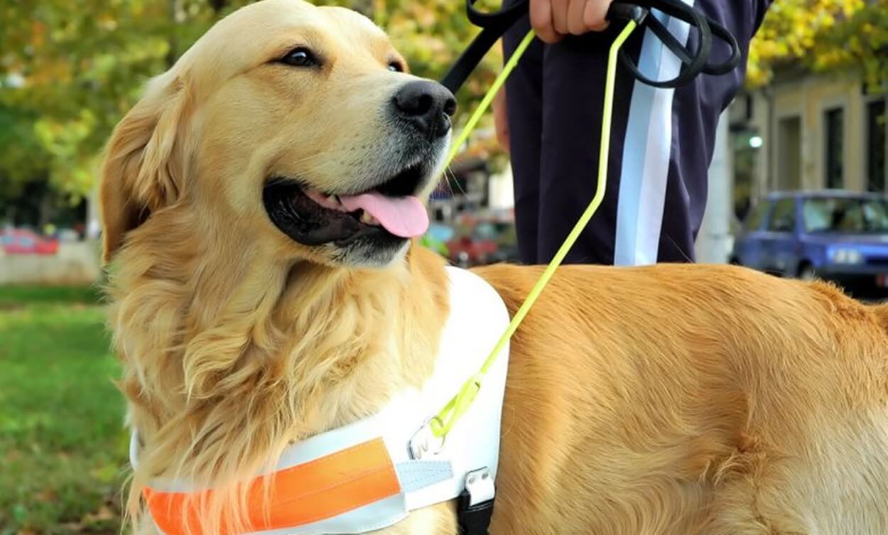 O papel silencioso dos animais que apoiam a saúde humana