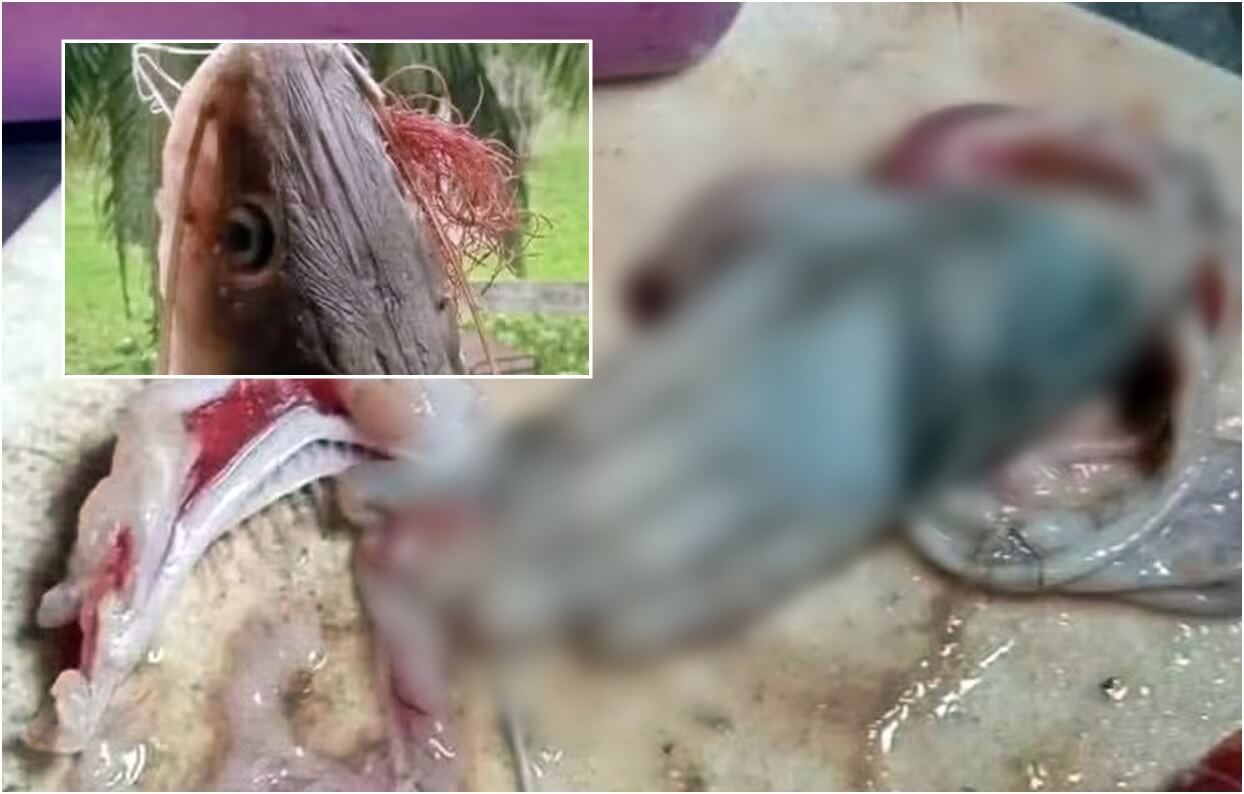 Pescador encontra mão 'humanoide' dentro de peixe gigante e assusta internautas