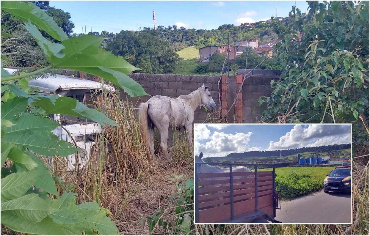 SMTT de São Miguel intensifica ações contra abandono de animais nas ruas e praças da cidade
