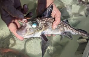 Cientistas descobrem peixe com dentes na testa