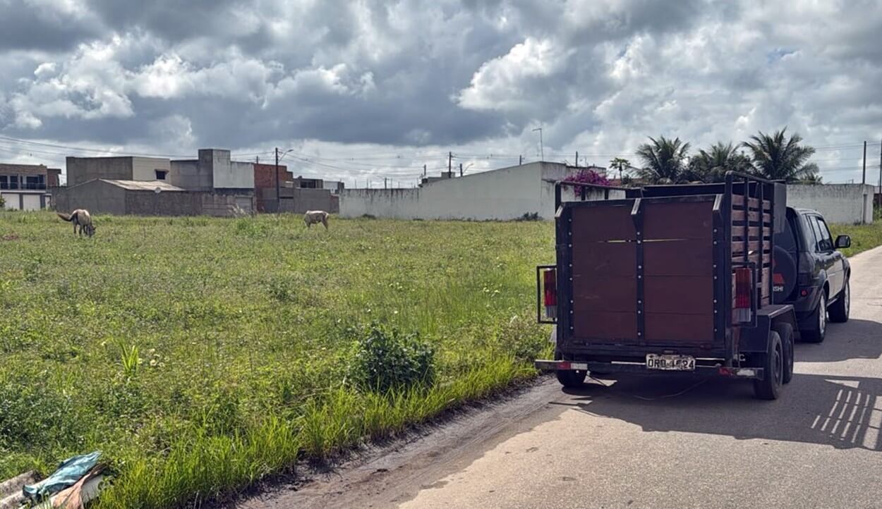 SMTT retoma recolhimento de animais soltos nas ruas de São Miguel dos Campos