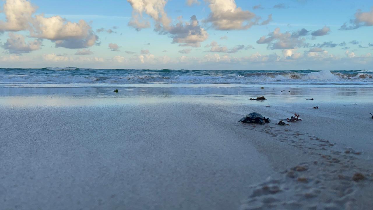 Biota realiza primeira soltura de tartarugas marinhas da temporada em Maceio 3