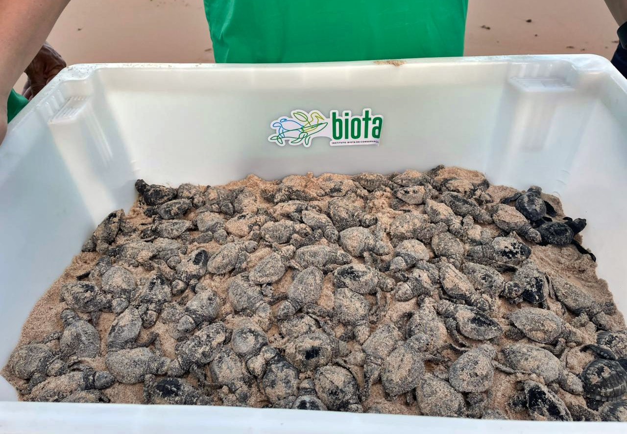 Biota realiza primeira soltura de tartarugas marinhas da temporada em Maceio 4