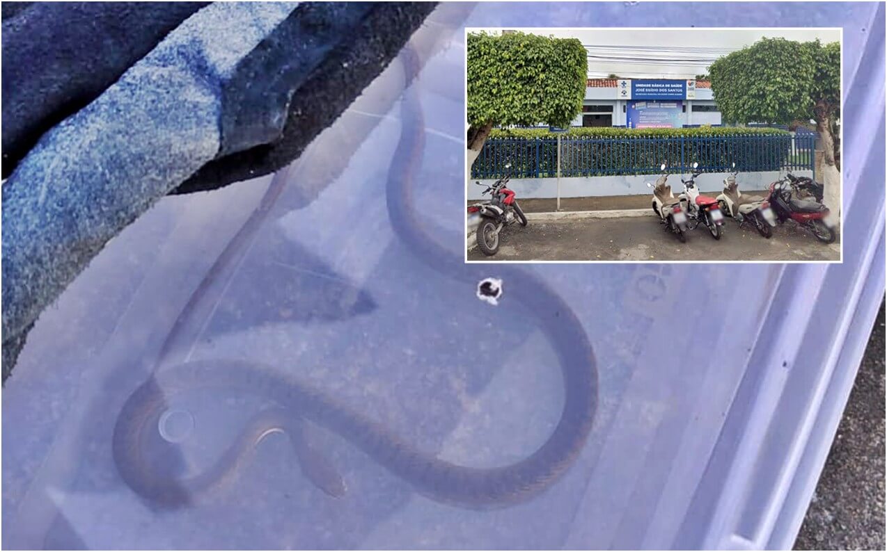 Bombeiros capturam cobra dentro de unidade de saúde em Campo Alegre