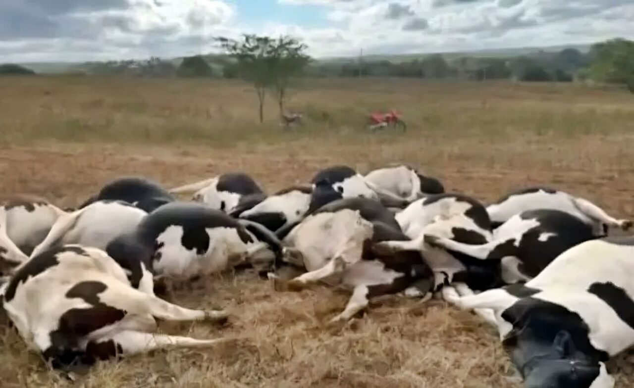Descarga elétrica mata 27 vacas e causa prejuízo de R$ 300 mil em fazenda no Sertão de Alagoas