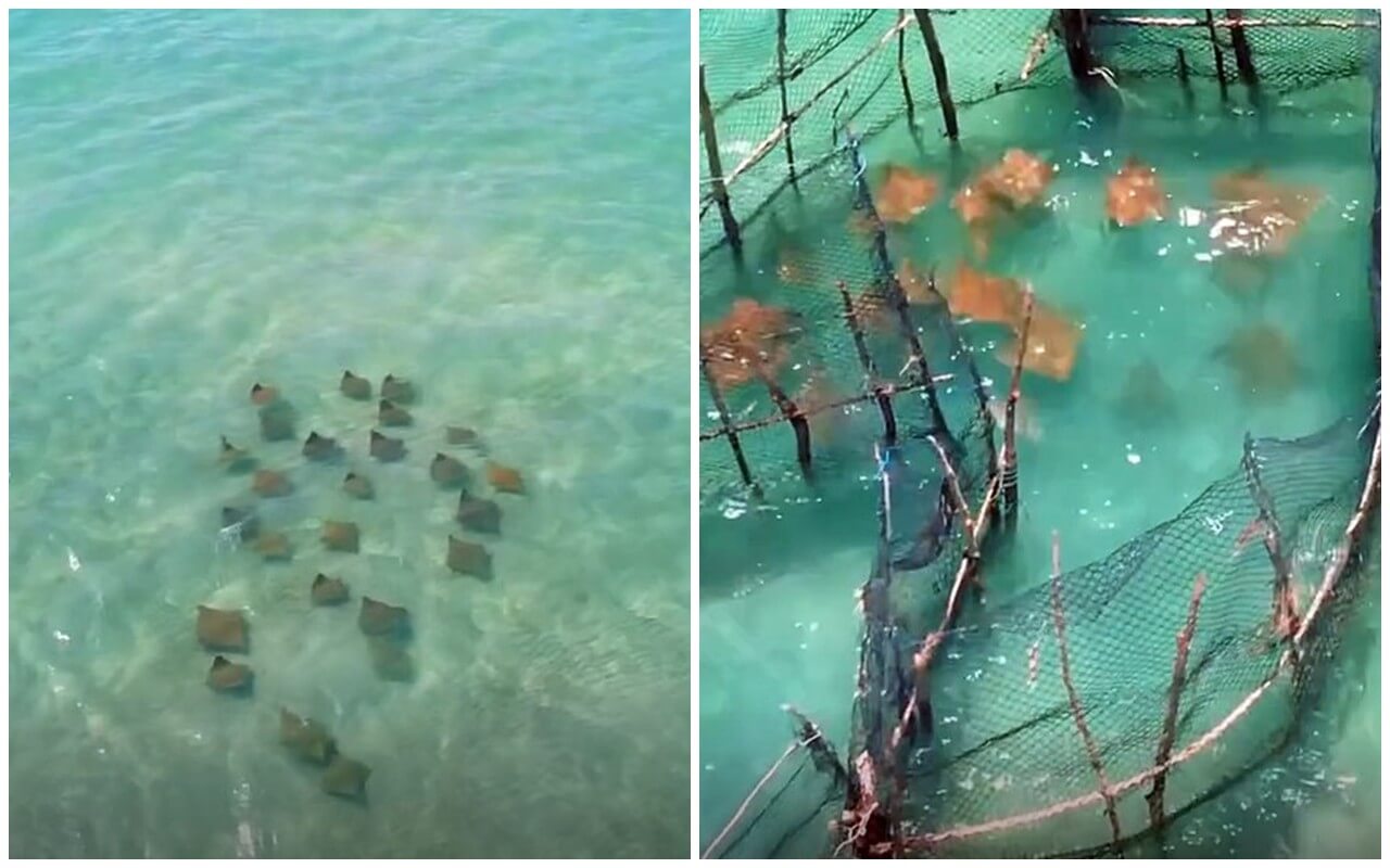 Espetáculo de arraias encanta no litoral Norte de Alagoas
