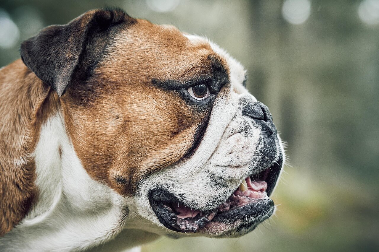 Hipertensão em animais exige diagnóstico preciso e monitoramento contínuo