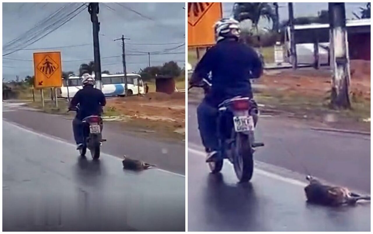 Assista: Polícia Civil identifica motociclista que aparece em vídeo arrastando cachorro em rodovia