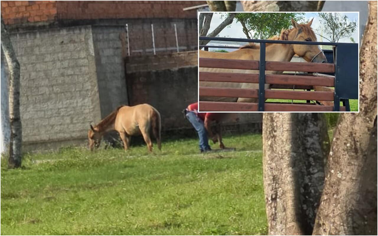 SMTT intensifica ações de recolhimento de animais soltos nas ruas de São Miguel dos Campos