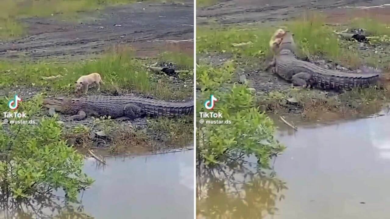 Vídeo mostra crocodilo devorando cachorro em lago de casa