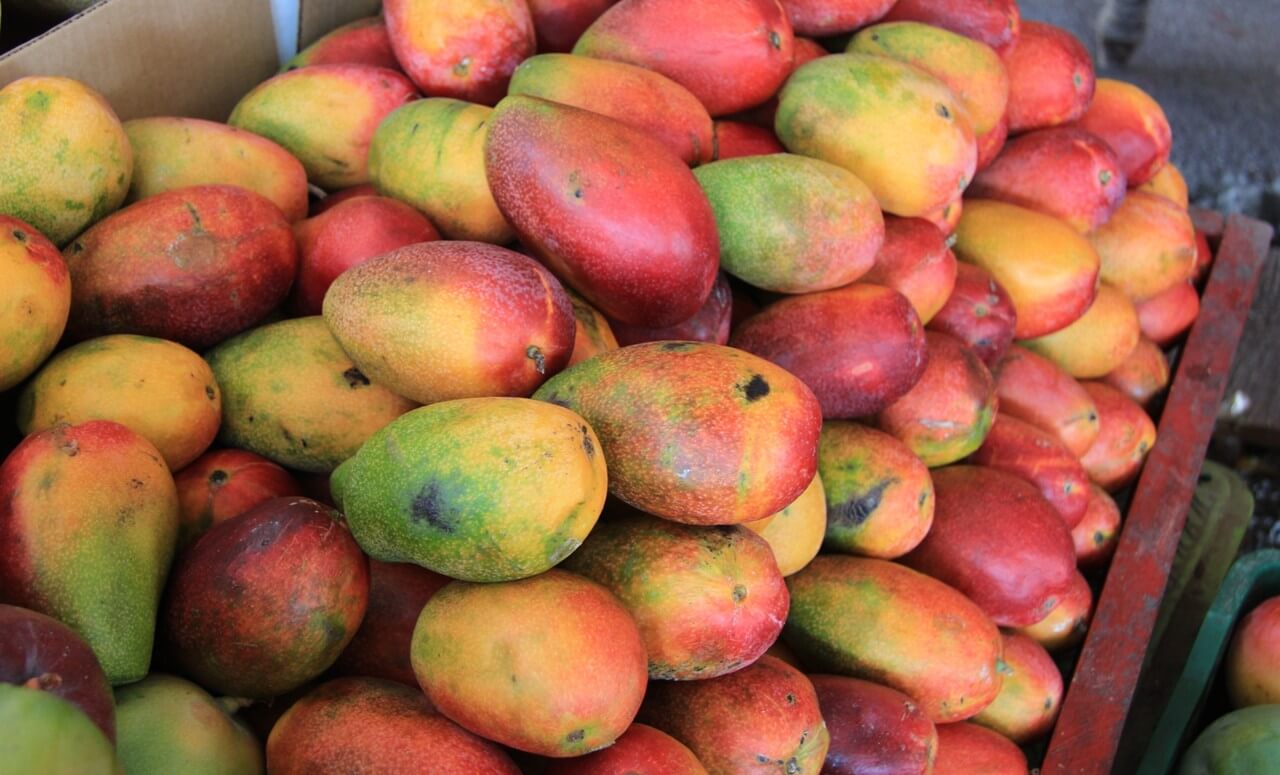 Rica em açúcar, manga pode proteger contra diabetes