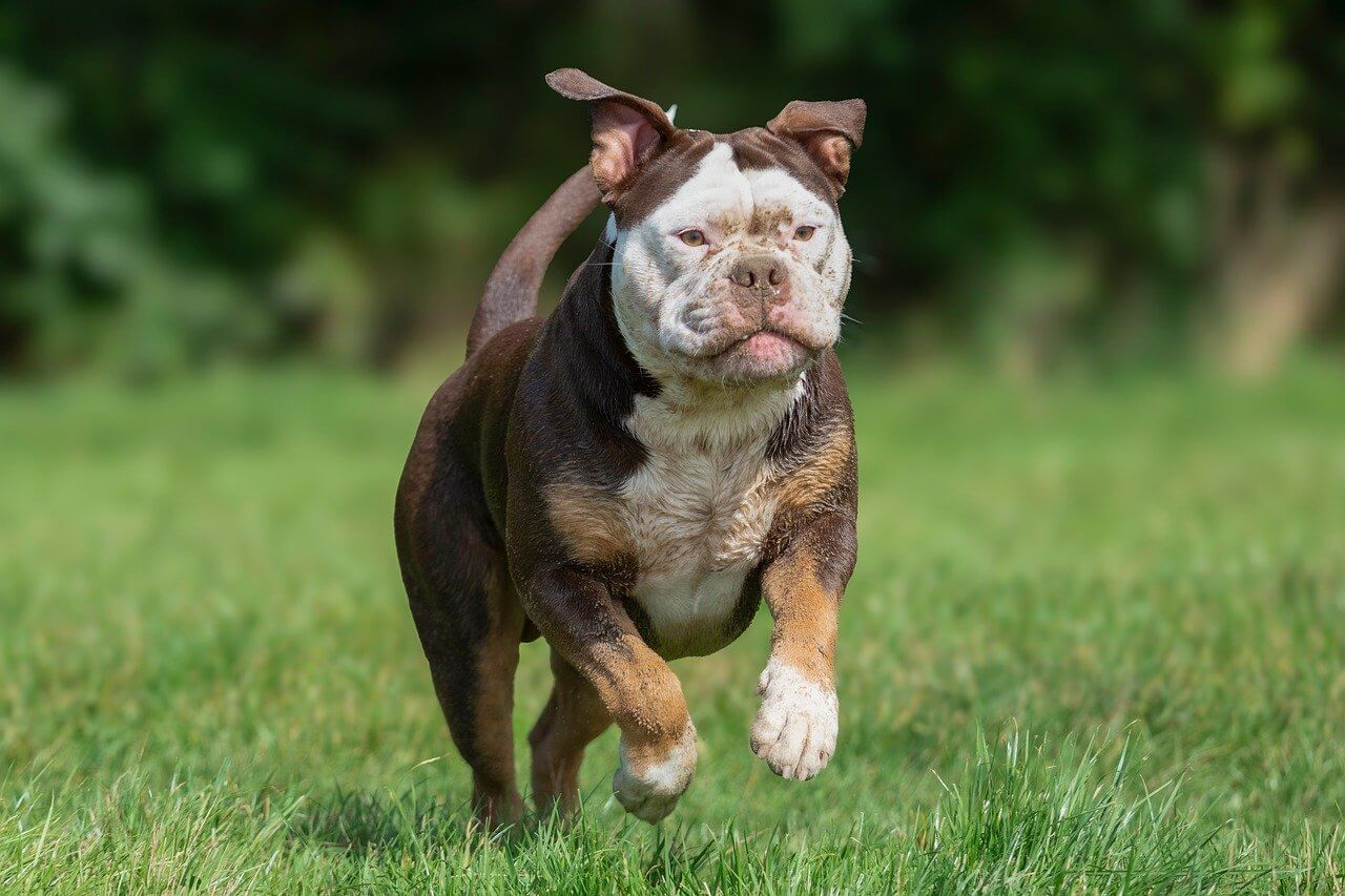 A estrutura de gastos que define a rotina dos tutores de pets