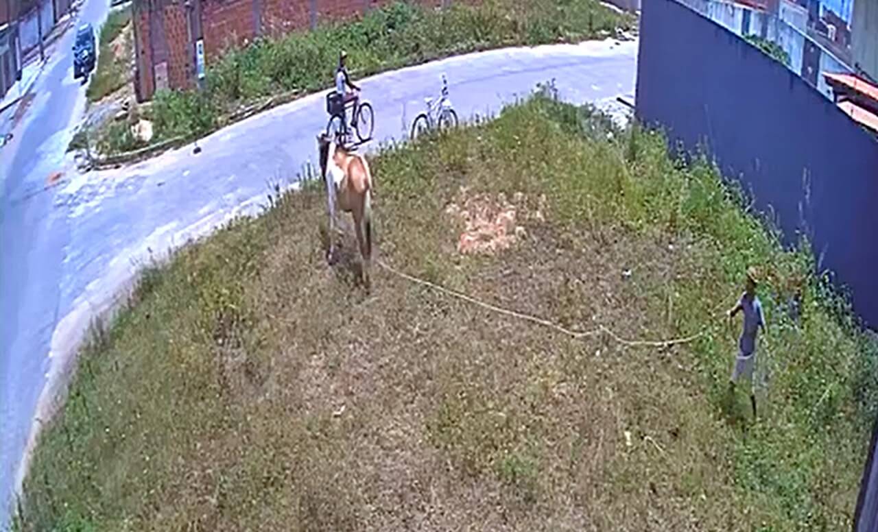 Câmeras flagram dupla roubando cordas de cavalos e afugentando animais na parte de São Miguel dos Campos
