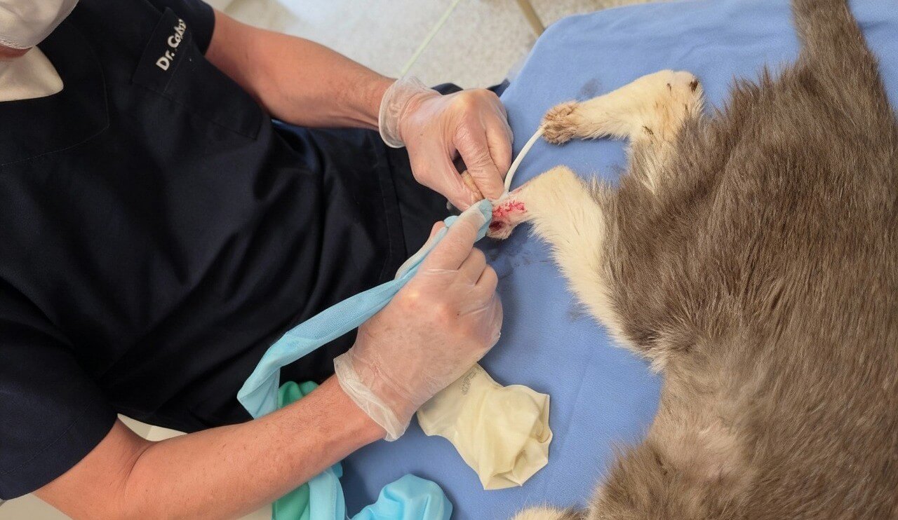 Esporotricose felina se espalha e coloca saúde pública em risco