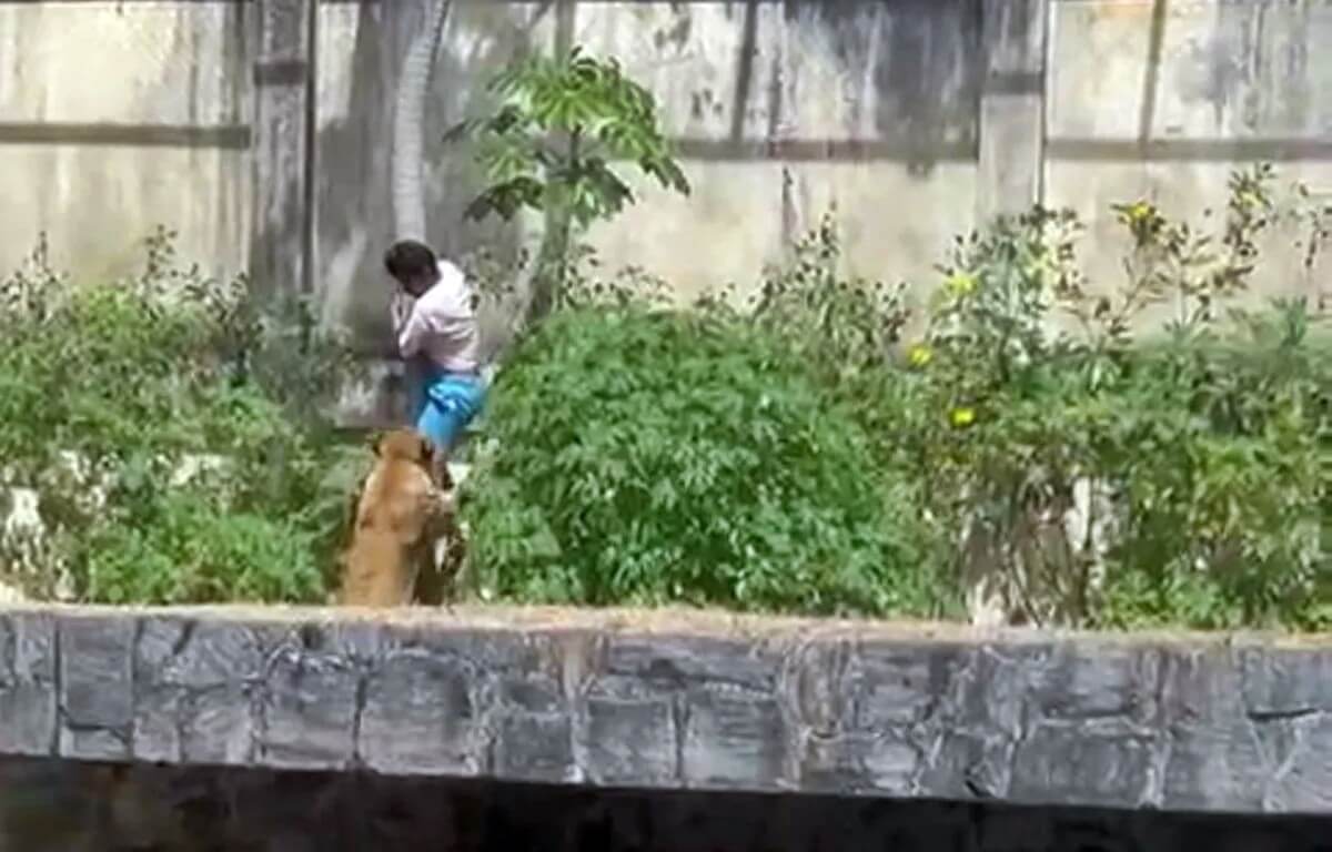 Homem é atacado e morto por leoa após entrar em jaula