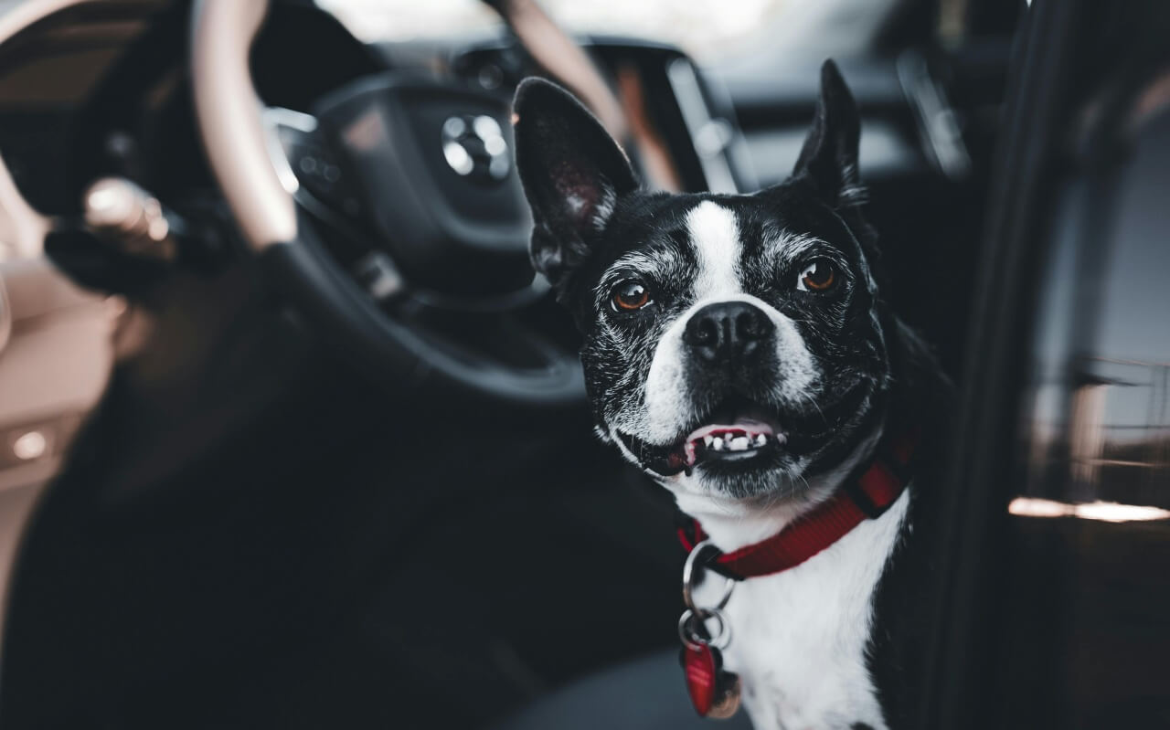 Quando a mala inclui quatro patas: viagens de fim de ano com pets pedem planejamento