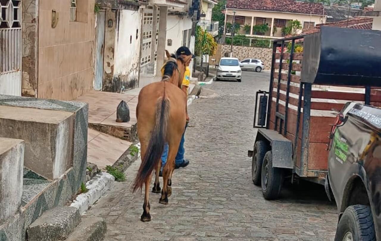 SMTT apreende animais soltos nas ruas de São Miguel dos Campos após denúncias de moradores