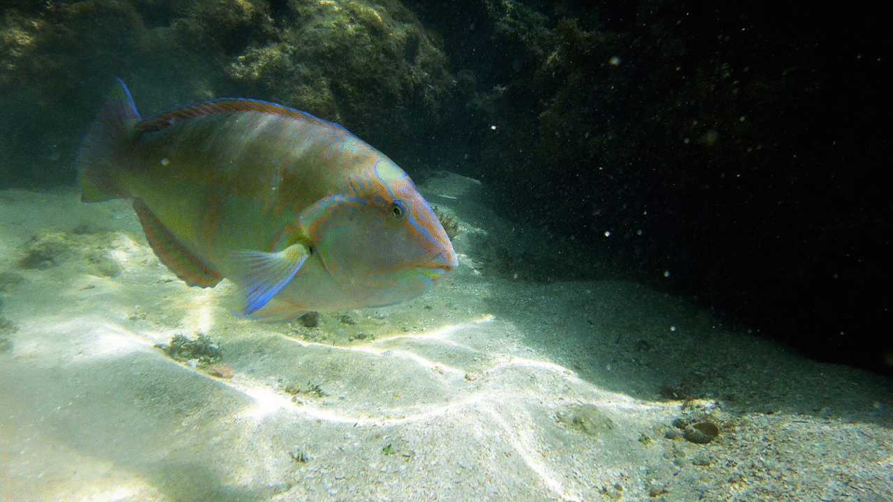 Maragogi: Cinco praias brasileiras fora do óbvio