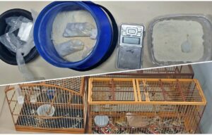 8º BPM cumpre mandado judicial, apreende drogas e resgata animais silvestres em Pilar