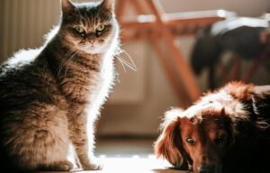 Cuidado gastrointestinal define a saúde de cães e gatos
