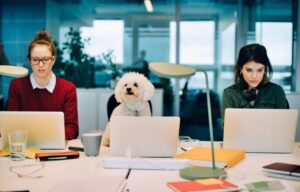 Empresas incorporam pets à rotina corporativa