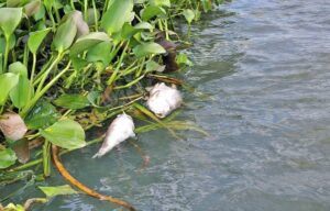 Instituto do Meio Ambiente investiga mortandade de peixes em Jequiá da Praia