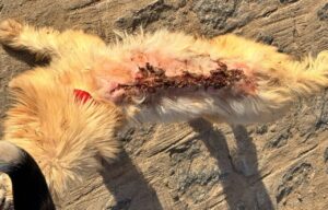 PM prende mulher que queimou cachorro com água quente no interior de Alagoas