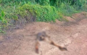 Polícia prende suspeitos no desaparecimento de motorista de aplicativo