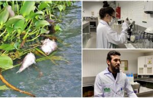 Poluição humana causou a morte de peixes em Jequiá da Praia, aponta laudo do IMA